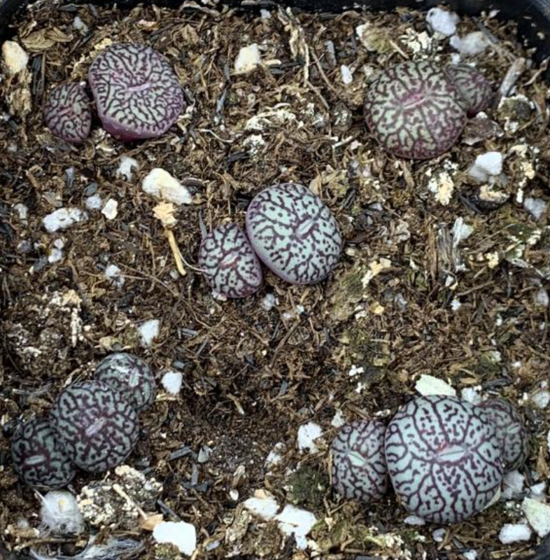 Conophytum brugeri 直径約31mm コノフィツム ブルゲリ 多肉植物